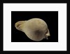 Cypraea hesitata by Anonymous