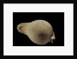 Cypraea hesitata by Anonymous
