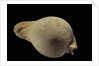 Cypraea hesitata by Anonymous