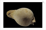 Cypraea hesitata by Anonymous