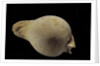 Cypraea hesitata by Anonymous