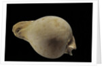 Cypraea hesitata by Anonymous