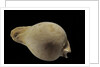 Cypraea hesitata by Anonymous