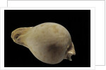 Cypraea hesitata by Anonymous