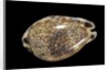 Cypraea histrio by Anonymous