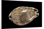 Cypraea histrio by Anonymous