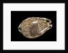 Cypraea histrio by Anonymous