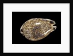 Cypraea histrio by Anonymous
