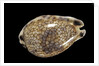 Cypraea histrio by Anonymous