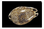 Cypraea histrio by Anonymous