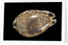 Cypraea histrio by Anonymous