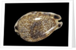 Cypraea histrio by Anonymous