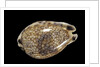 Cypraea histrio by Anonymous