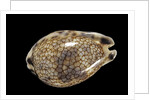 Cypraea histrio by Anonymous