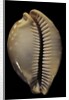 Cypraea leucodon by Anonymous
