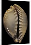 Cypraea leucodon by Anonymous