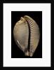 Cypraea leucodon by Anonymous