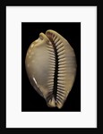 Cypraea leucodon by Anonymous