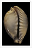 Cypraea leucodon by Anonymous