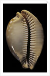 Cypraea leucodon by Anonymous