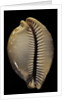 Cypraea leucodon by Anonymous