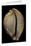Cypraea leucodon by Anonymous