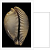 Cypraea leucodon by Anonymous