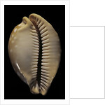Cypraea leucodon by Anonymous
