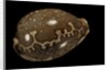 Cypraea mappa by Anonymous