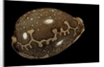 Cypraea mappa by Anonymous