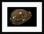 Cypraea mappa by Anonymous