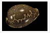 Cypraea mappa by Anonymous