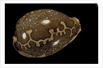 Cypraea mappa by Anonymous