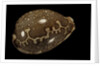 Cypraea mappa by Anonymous