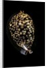 Cypraea mauritiana by Anonymous