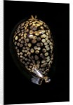 Cypraea mauritiana by Anonymous