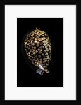 Cypraea mauritiana by Anonymous