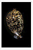 Cypraea mauritiana by Anonymous