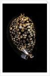 Cypraea mauritiana by Anonymous
