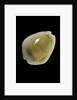 Cypraea moneta by Anonymous