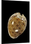 Cypraea ocellata by Anonymous