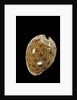 Cypraea ocellata by Anonymous