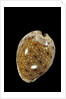 Cypraea ocellata by Anonymous