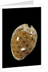 Cypraea ocellata by Anonymous