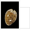 Cypraea ocellata by Anonymous