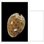 Cypraea ocellata by Anonymous