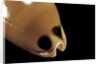 Cypraea pulchra by Anonymous