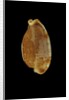 Cypraea stolida by Anonymous