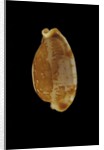 Cypraea stolida by Anonymous