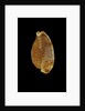 Cypraea stolida by Anonymous